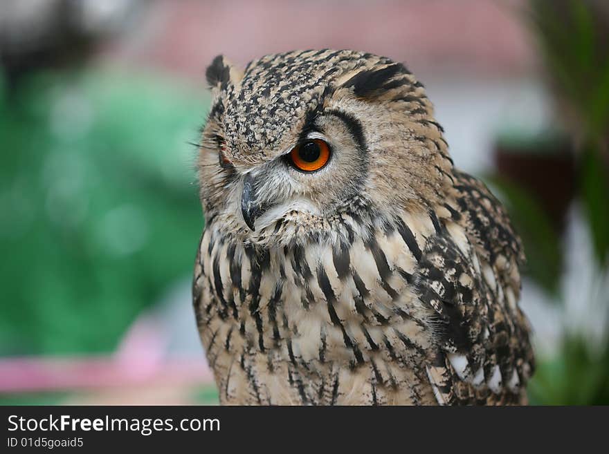 Wild bird, Owl, Bubo bubo, bird of prey, wildlife,