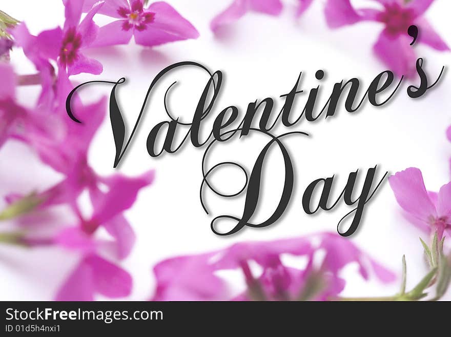 Valentines Day card with pink phlox background and elegant script text. Valentines Day card with pink phlox background and elegant script text.