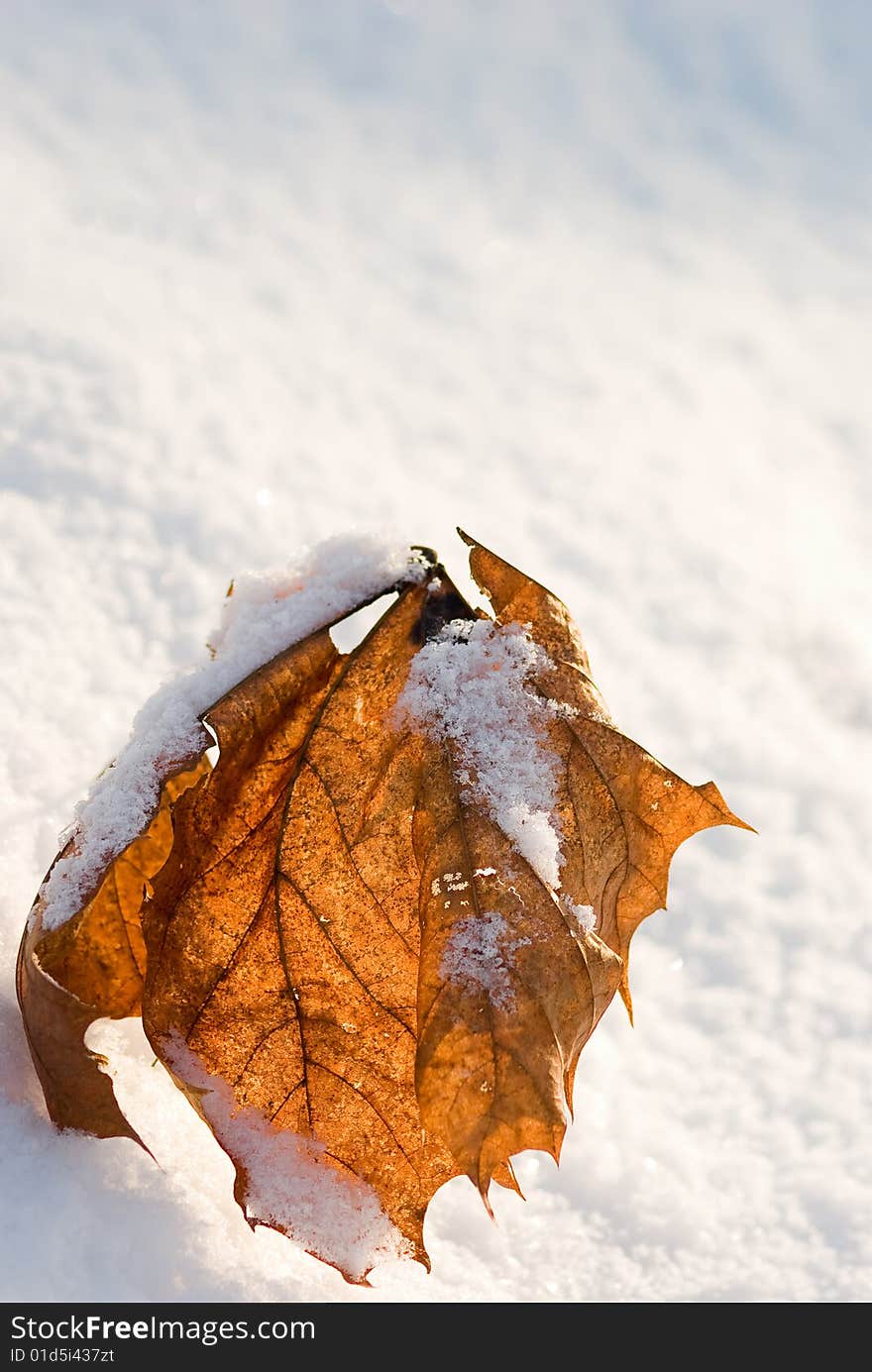 Red leaf and snow