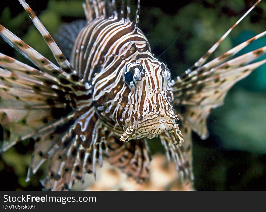 Portrait of nice lion fish. Portrait of nice lion fish