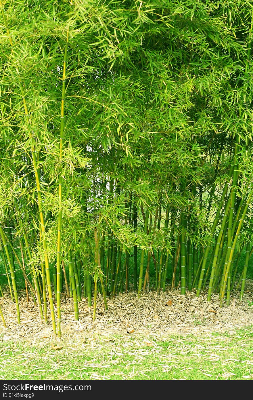 Green bamboo forest in China