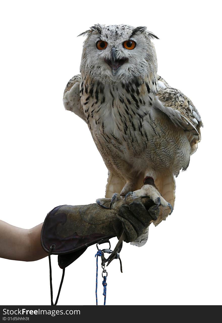 Owl isolated on white background. Owl isolated on white background