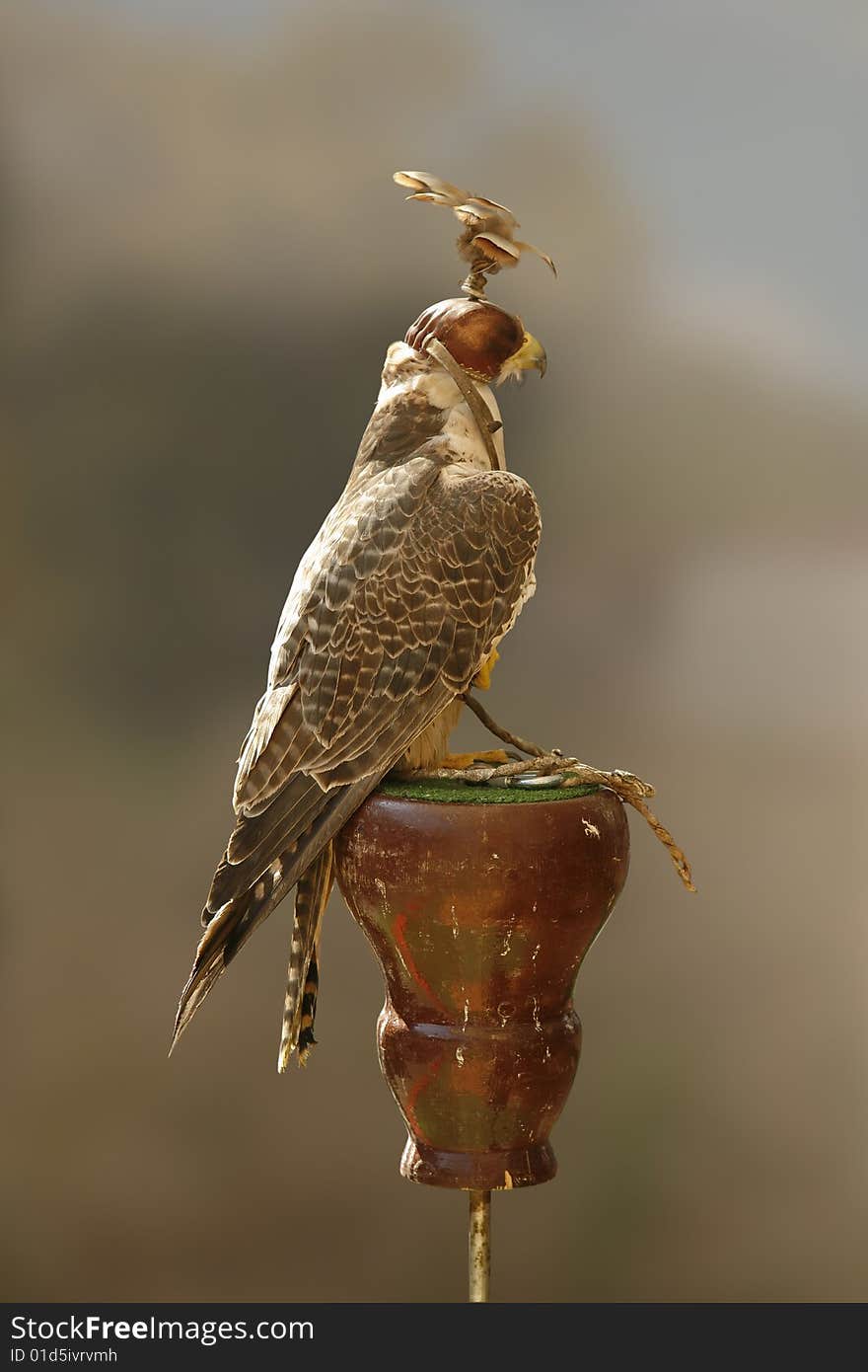 Portrait of a falcon with a blurred background