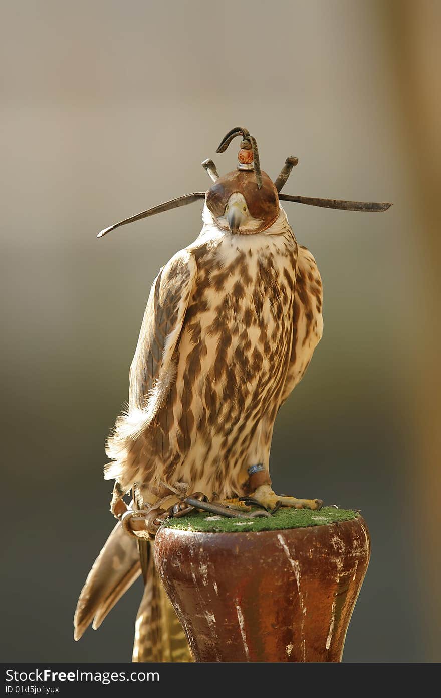 Portrait of a falcon with a blurred background