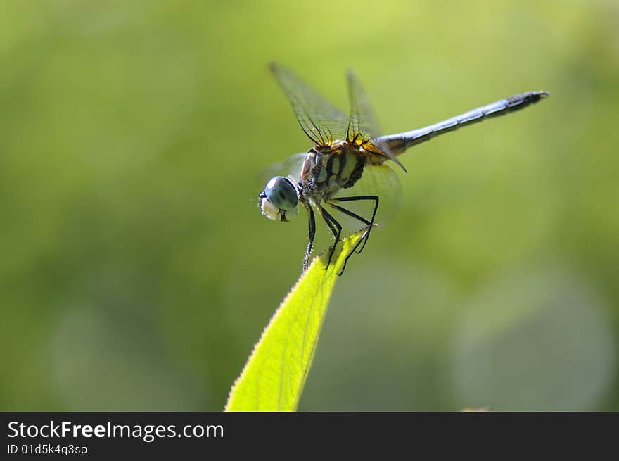 Close up of a dragon-fly on the green leaf. Close up of a dragon-fly on the green leaf