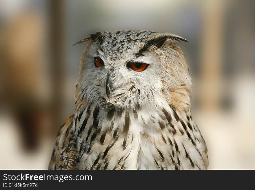 Wild bird, Owl, Bubo bubo, bird of prey, wildlife,