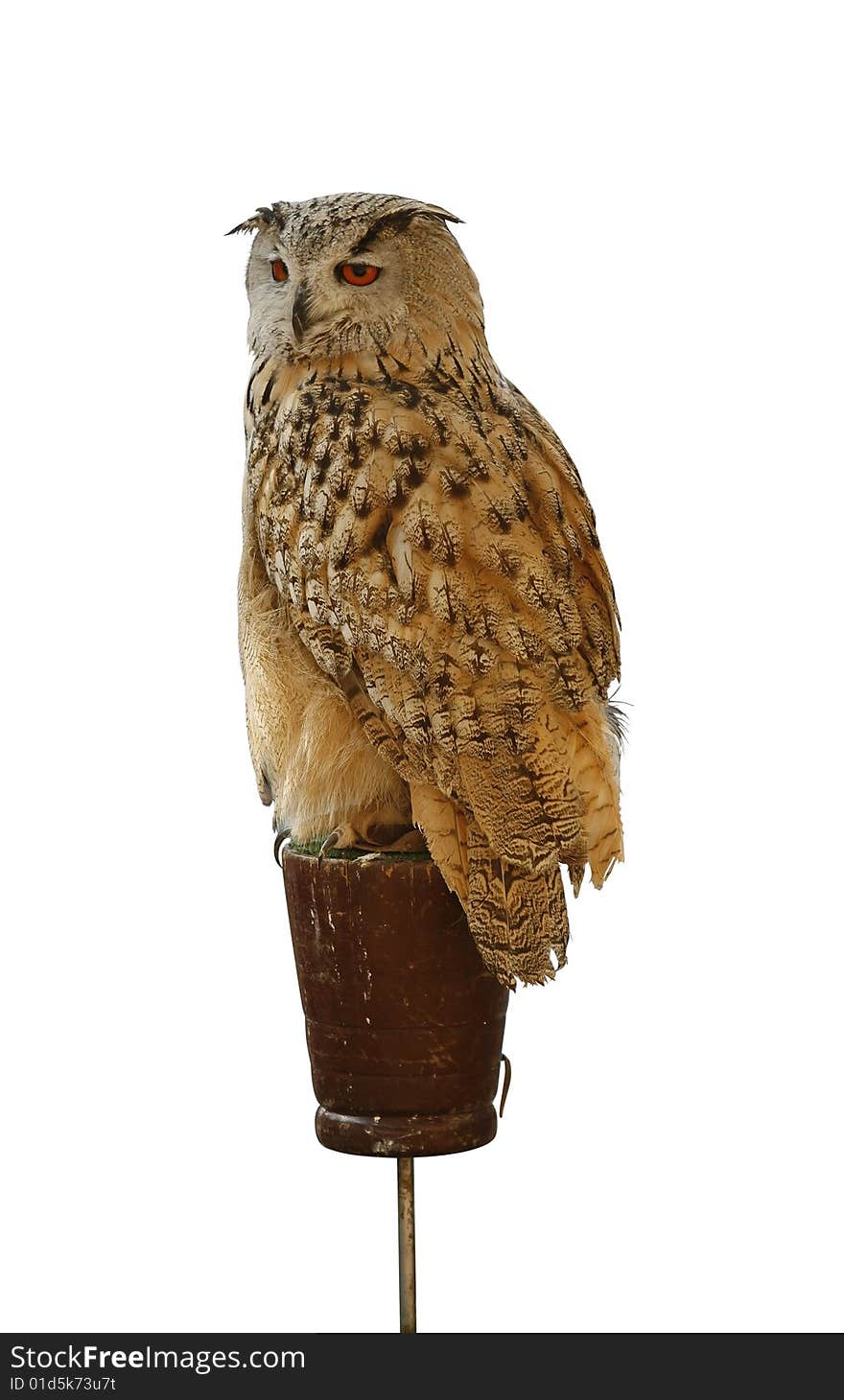 Owl isolated on white background