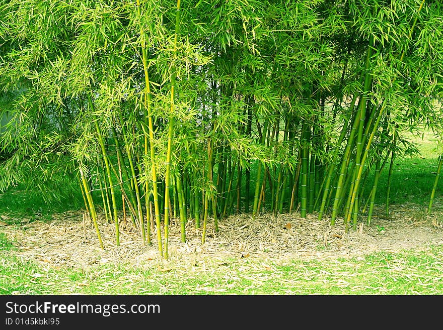 Green bamboo forest in China