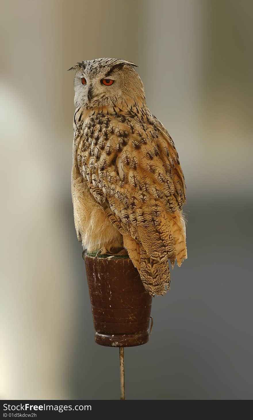 Portrait of an owl with a blurred background. Portrait of an owl with a blurred background