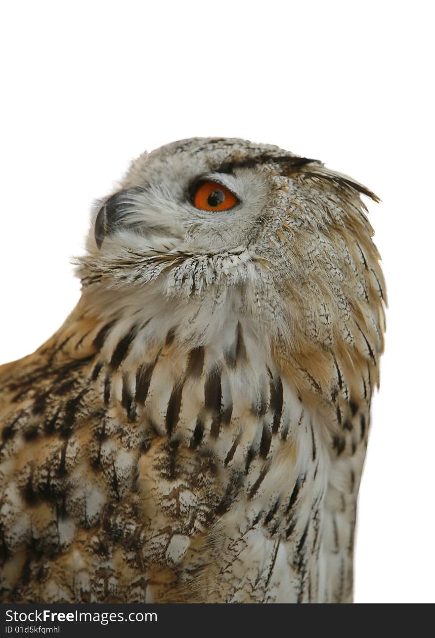 Wild bird, Owl isolated, Bubo bubo, bird of prey, wildlife,