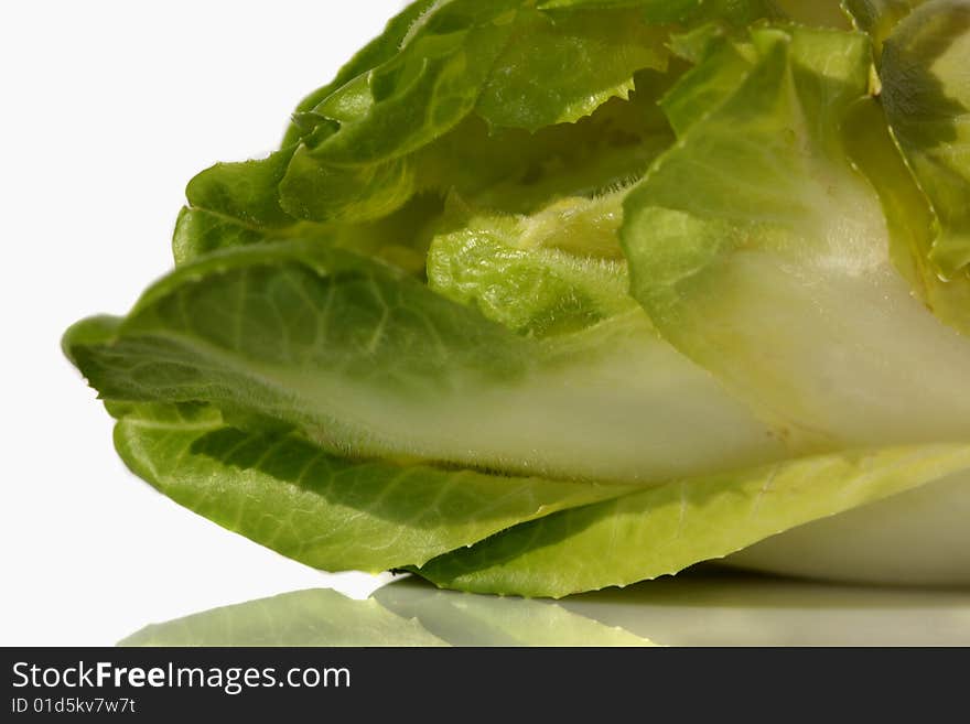 Green, fresh chicory on a light background