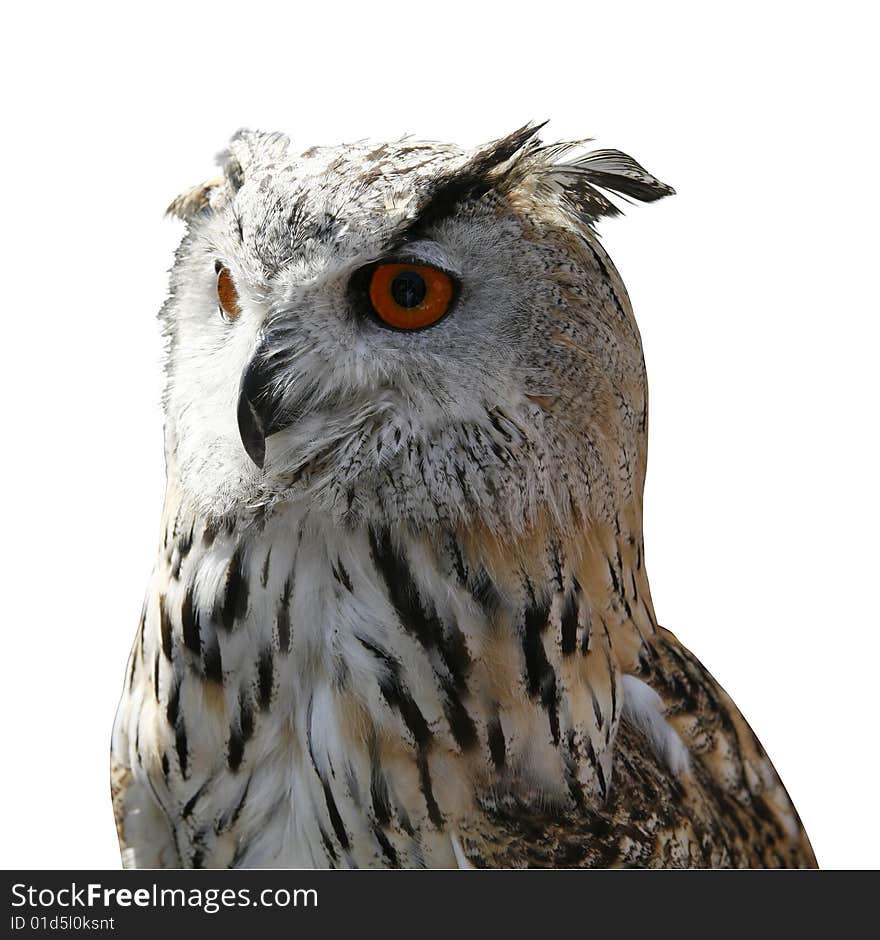 Owl isolated on white background