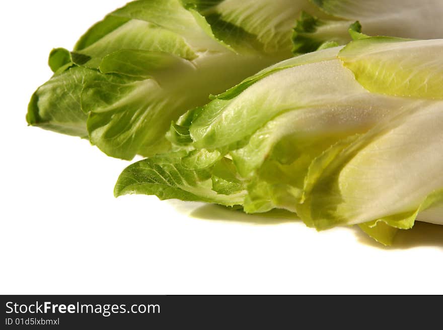 Green, fresh chicory on a light background