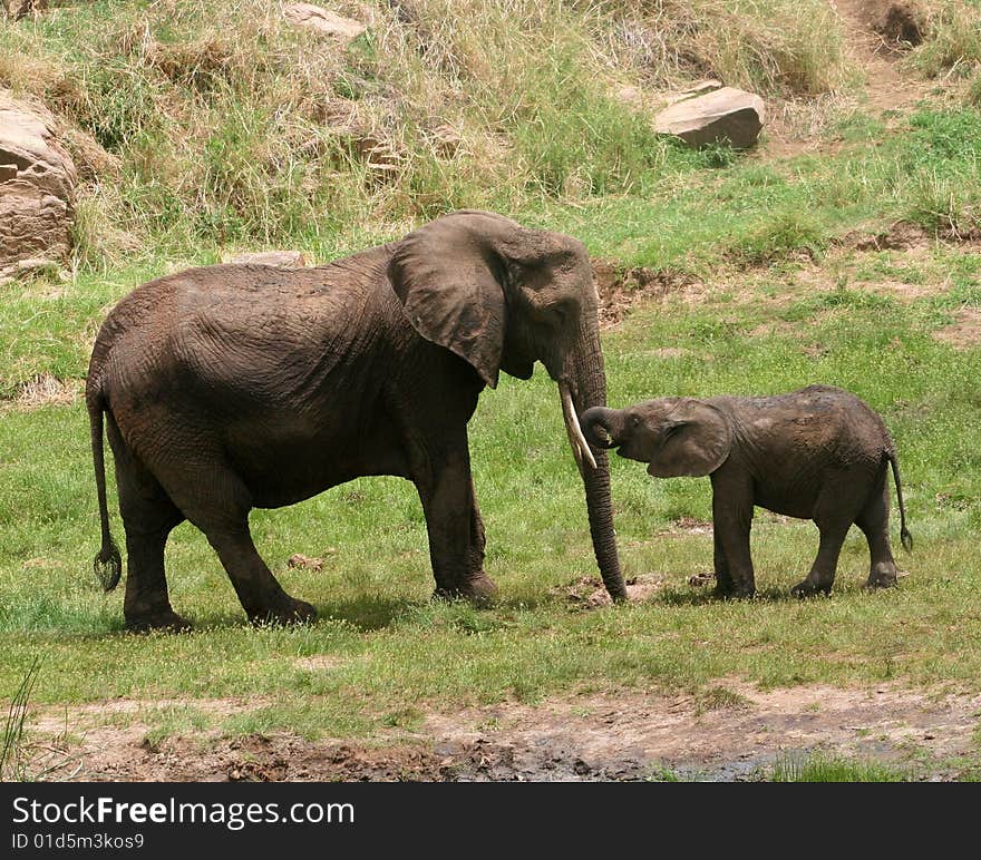 A baby elephant interacting with an old elephant. A baby elephant interacting with an old elephant