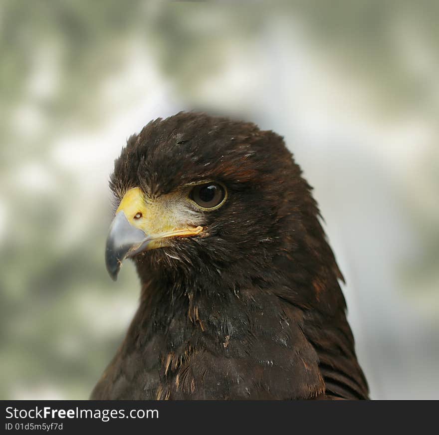 Portrait of an eagle. It is as powerful as its relative