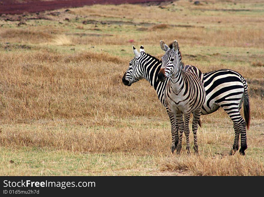 A pair of zebras in the wild