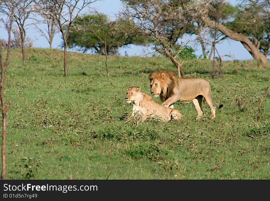 A male and female lion breeding pair in the wild. A male and female lion breeding pair in the wild