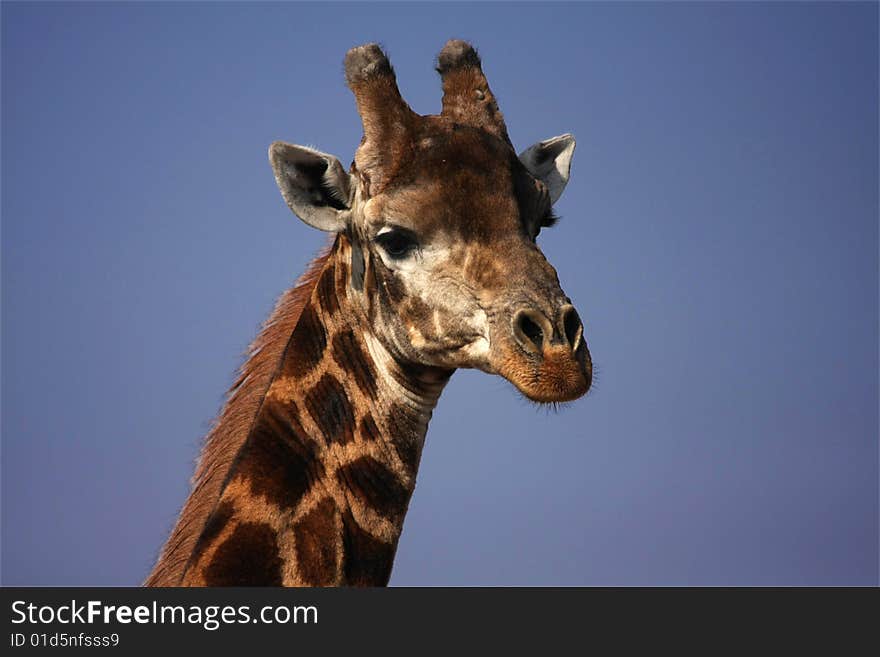 Giraffe head in the blue sky in summer.