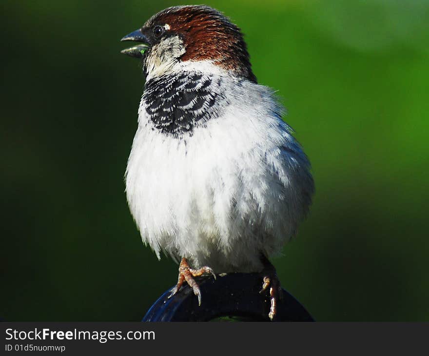 A sparrow sitting by a canicular day on a gate in a fence. A sparrow sitting by a canicular day on a gate in a fence