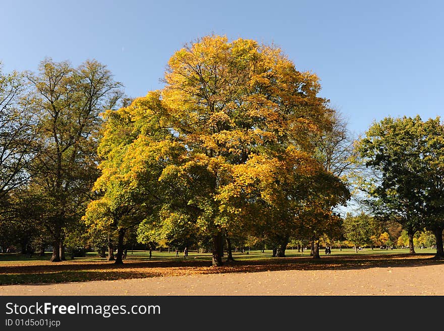 Autumn tree