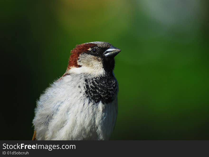 A sparrow sitting by a canicular day on a gate in a fence. A sparrow sitting by a canicular day on a gate in a fence