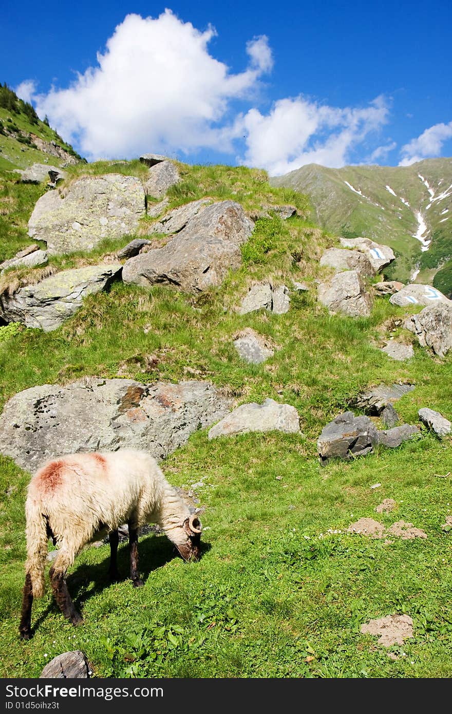 Sheep herd on mountain plateau