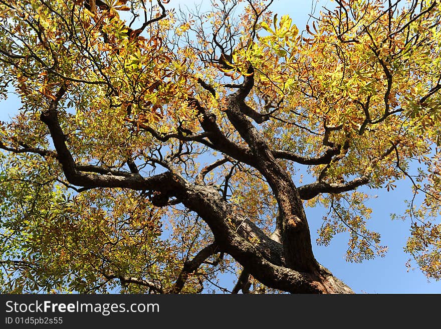 Autumn Tree 3