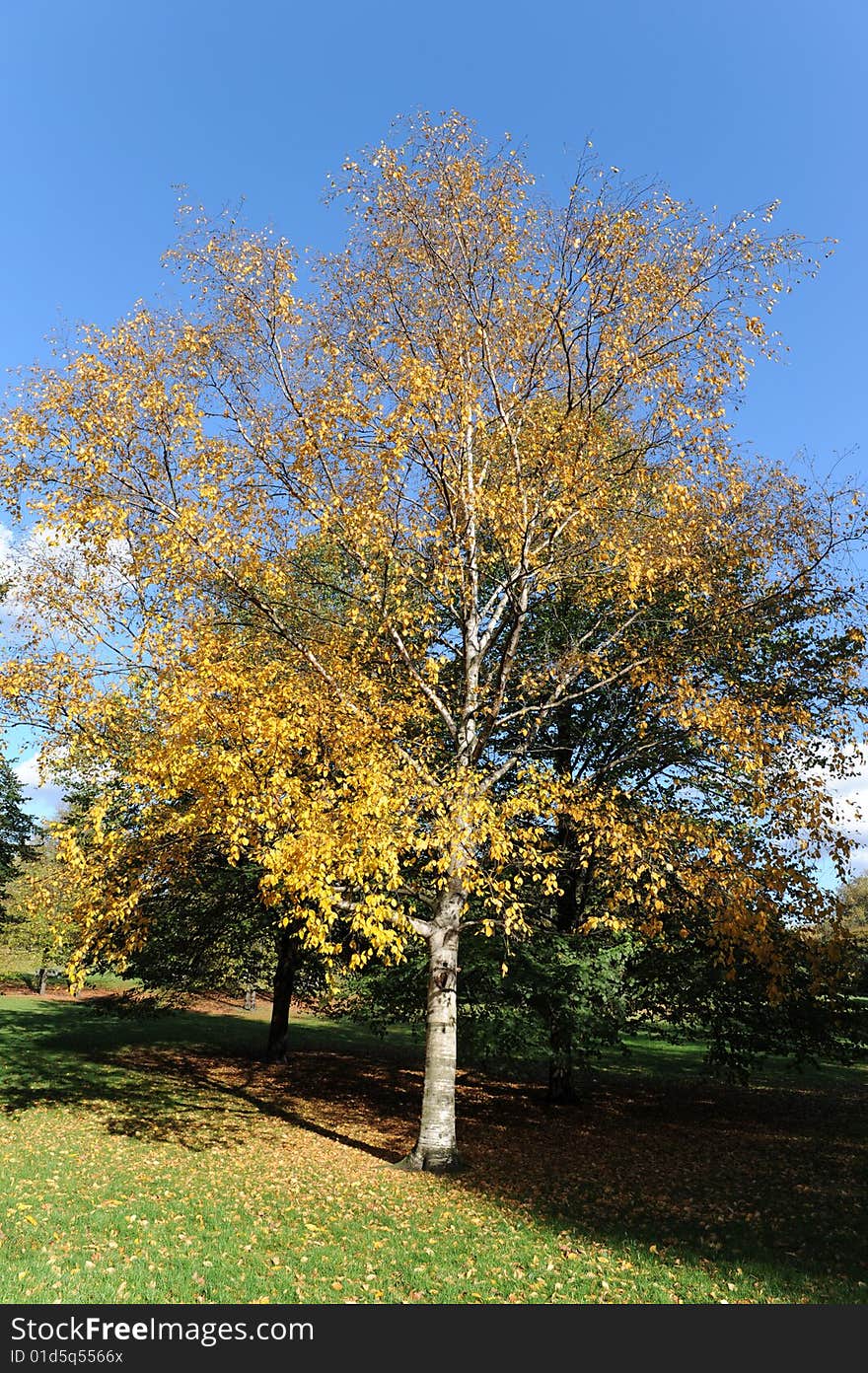 Autumn tree 5