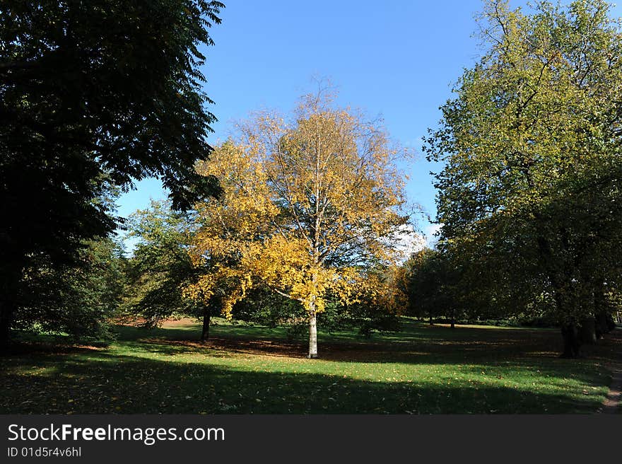 Autumn Tree 7