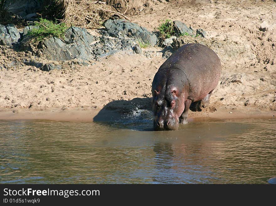 Hippo