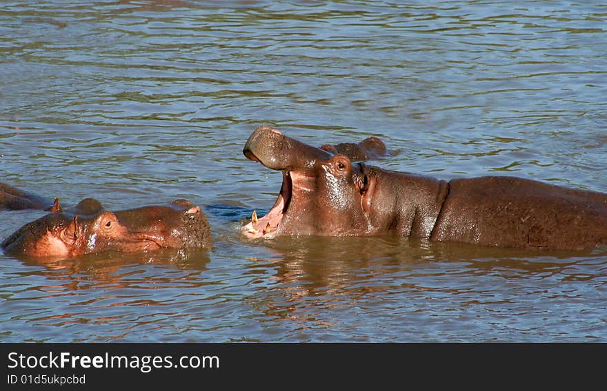 Hippo Fight