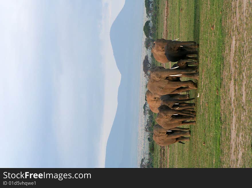 Elephant Herd