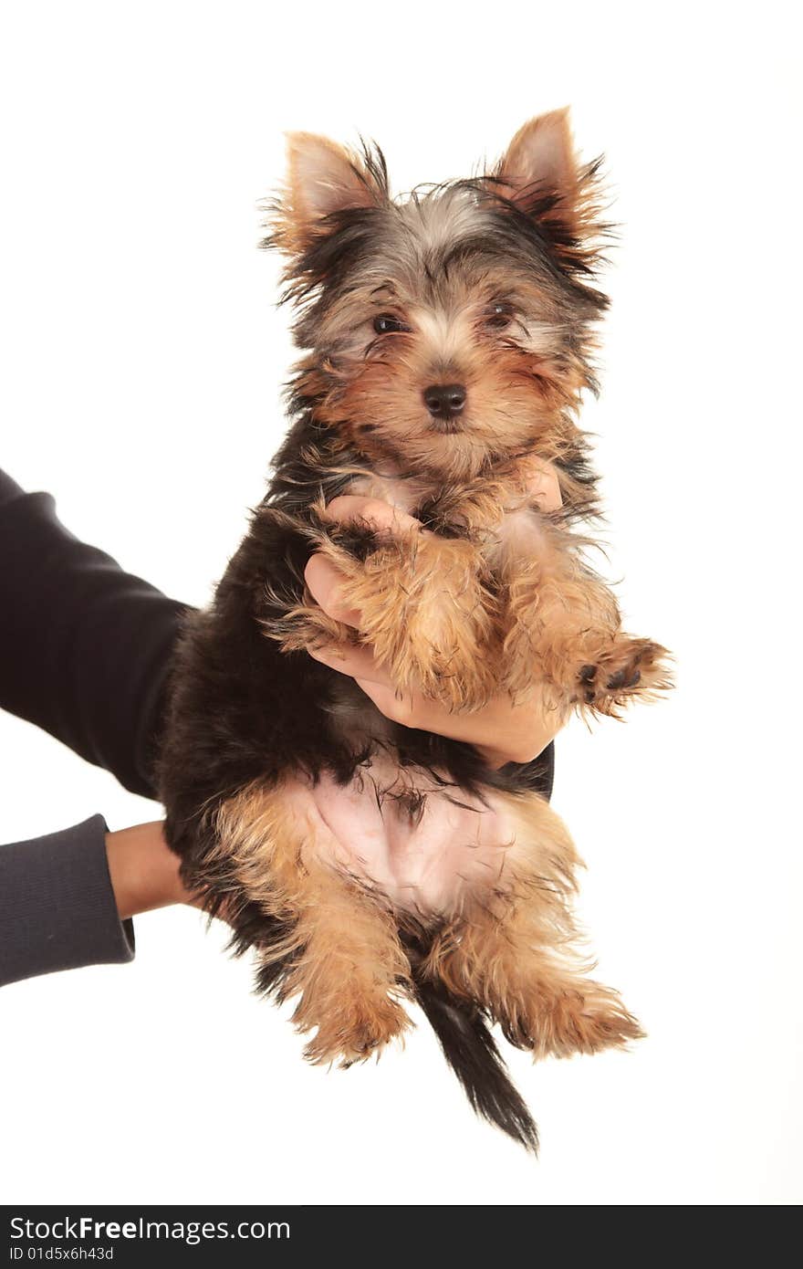 Yorkie puppy isolated on white background (Studio Shot). Yorkie puppy isolated on white background (Studio Shot)