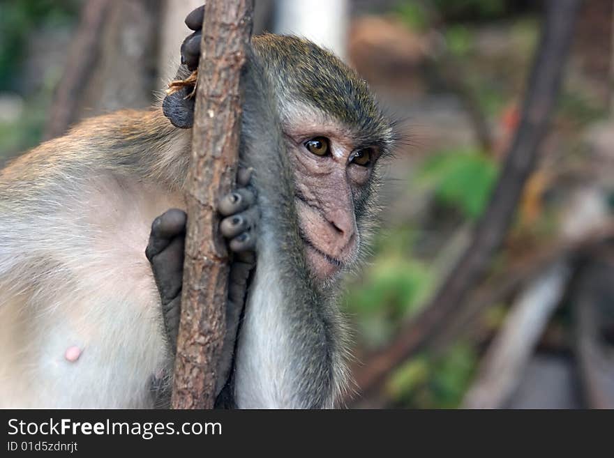 Monkey looking thinkfully into the camera objective. Monkey looking thinkfully into the camera objective