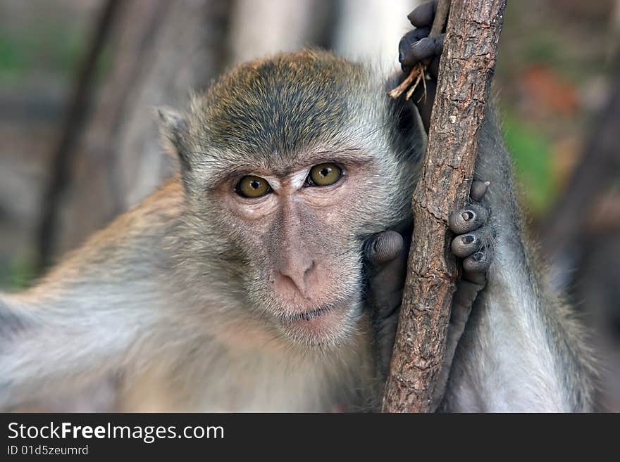 Monkey looking thinkfully into the camera objective. Monkey looking thinkfully into the camera objective