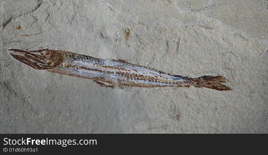 FISH FOSSIL