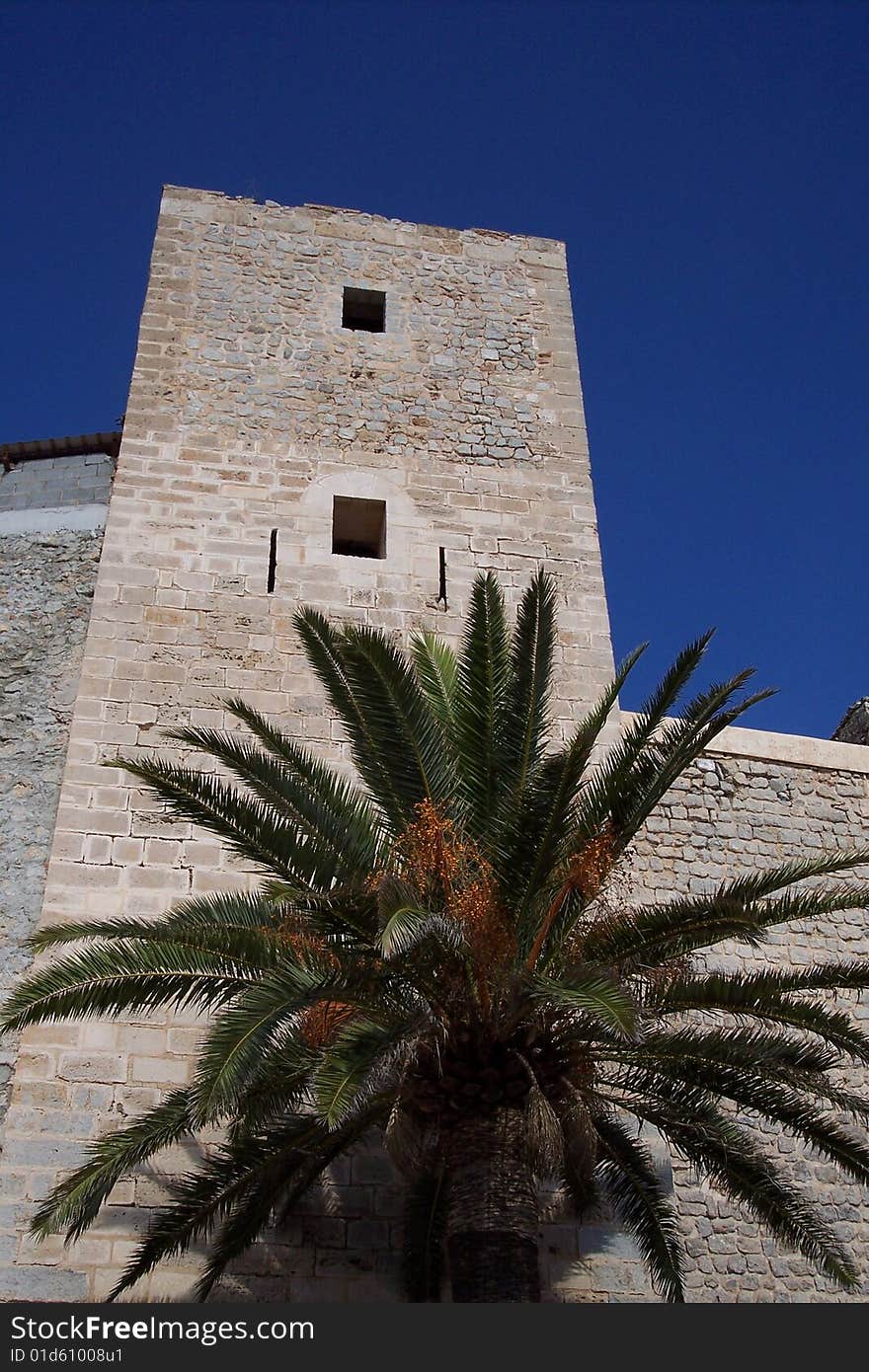 Palm tree next to a large Spanish Fort.