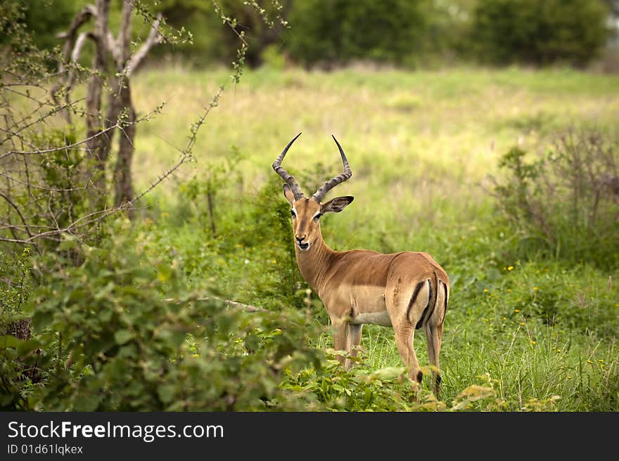 Young male impala kruger national park