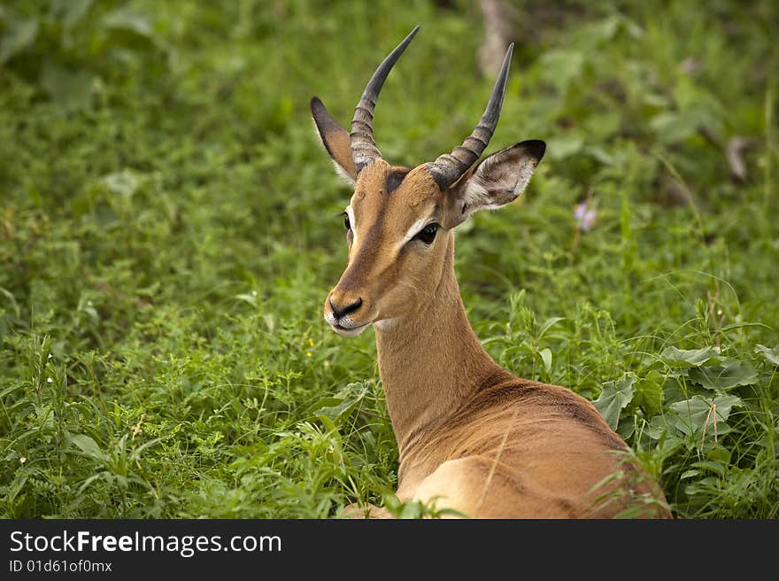 Young male impala kruger national park