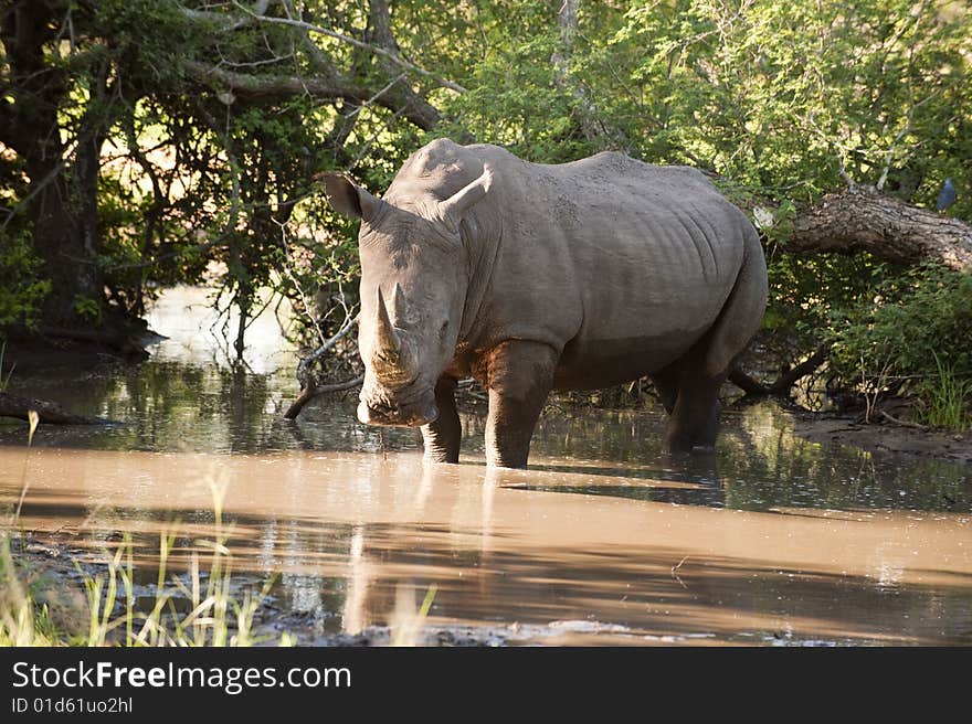 Rhino in Kruger Park