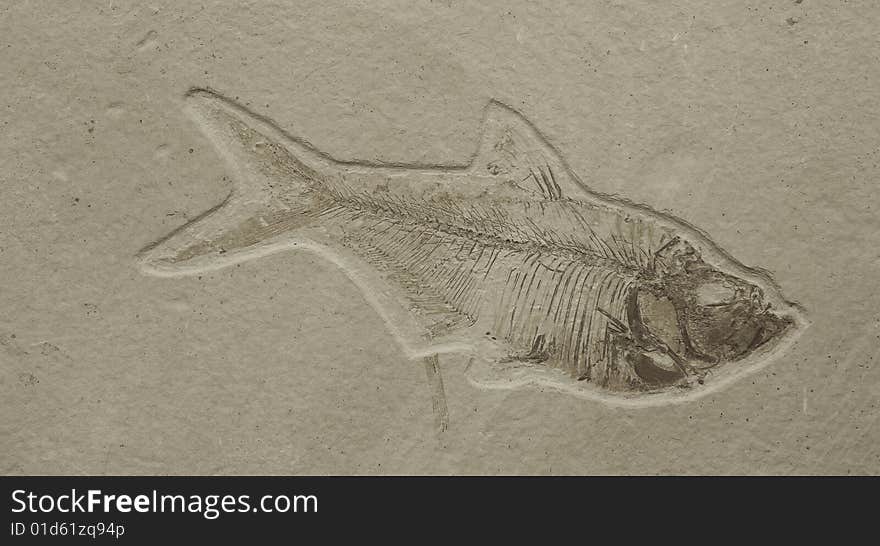 FISH FOSSIL