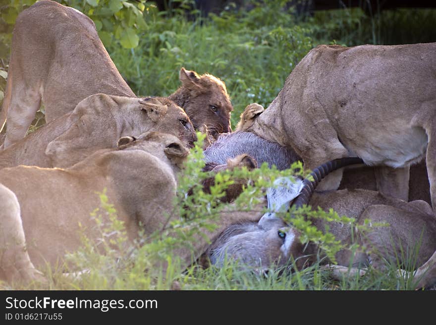 Lion family eating their prey