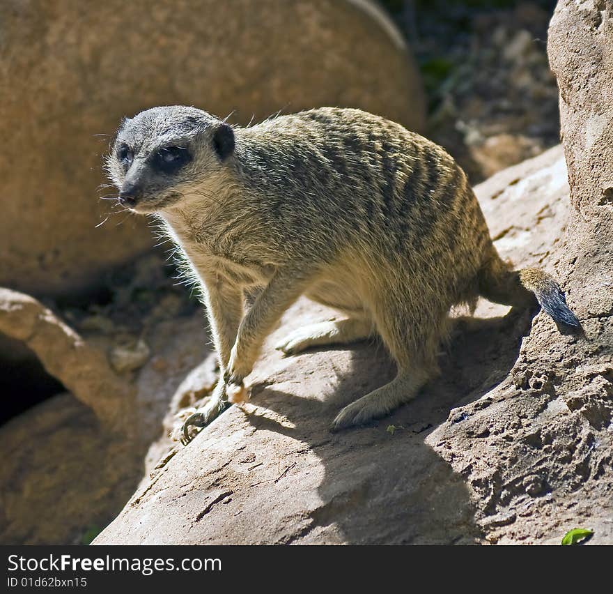 Meerkat 2