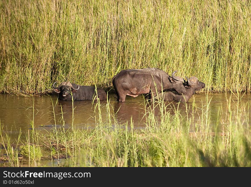 Buffalo bull in Kruger park