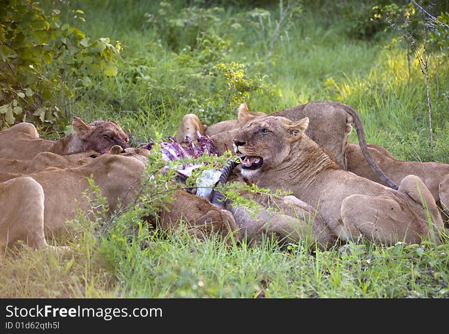 Lion family eating their prey