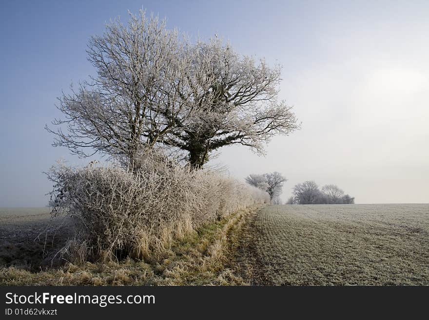 Winter Hedgerow