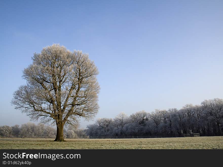 A lonely oak tree stands naked against the January chill. Includes copy space. A lonely oak tree stands naked against the January chill. Includes copy space.