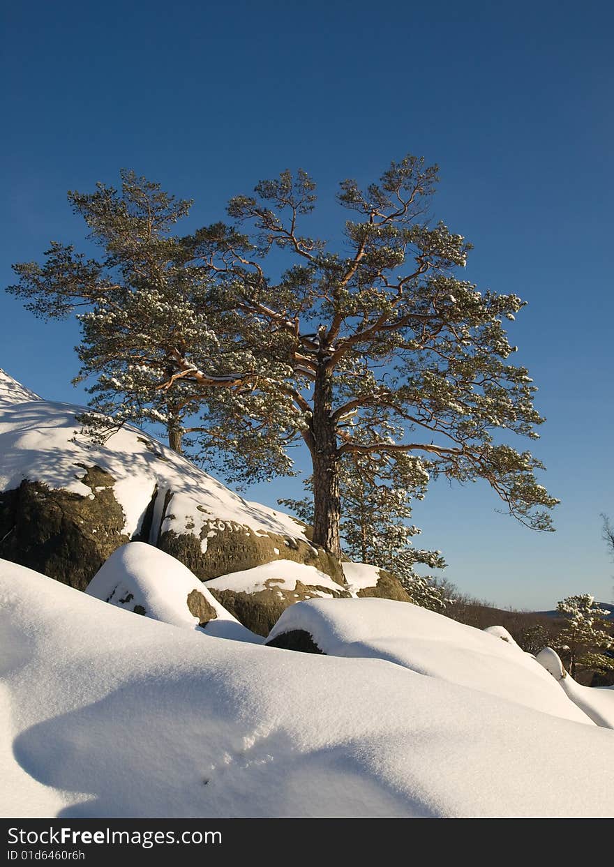 Two pines with white snow. Two pines with white snow