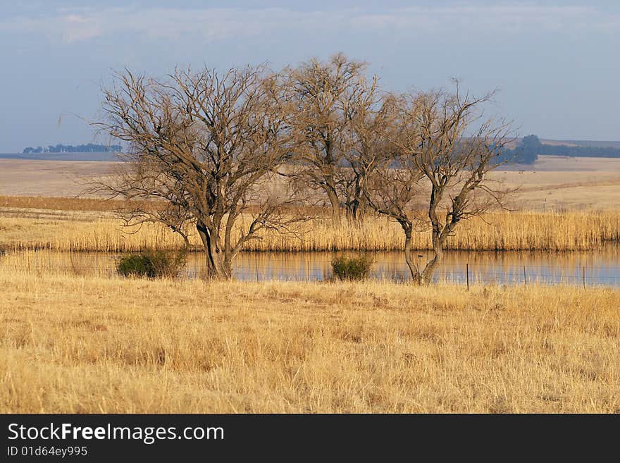 Pond with willow trees in winter