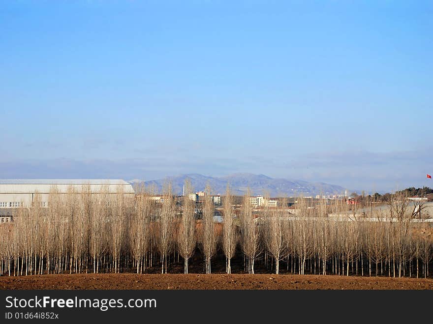 Row of trees on the horizon with farmland. Row of trees on the horizon with farmland